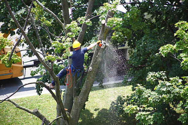 How Our Tree Care Process Works  in  Brockton, MA